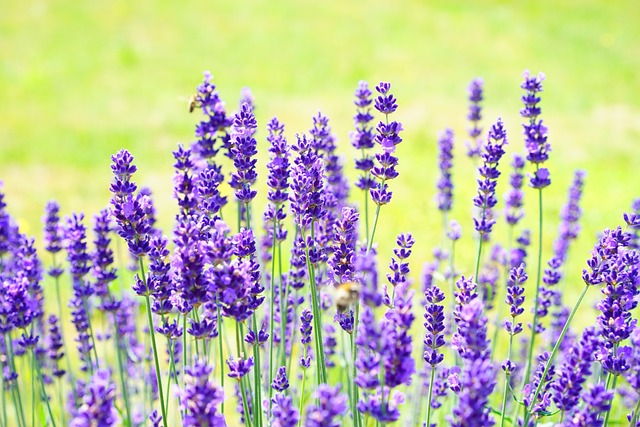 De wonderlijke wereld van aromadiffusers: ontdek de voordelen en mogelijkheden