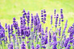De wonderlijke wereld van aromadiffusers: ontdek de voordelen en mogelijkheden